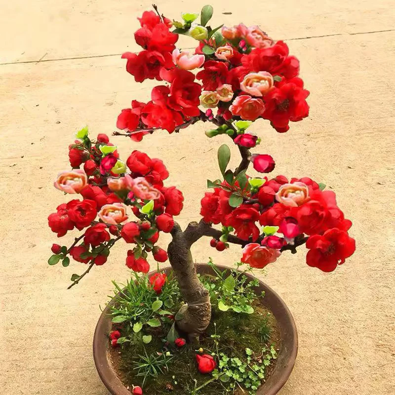 海棠花盆栽树苗盆景重瓣老桩庭院植物室内四季花卉开花好养易活
