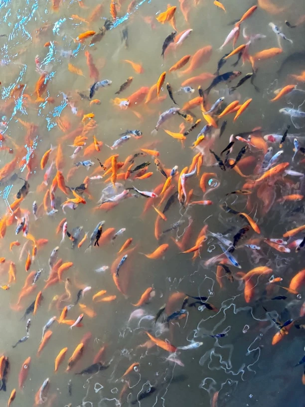 5-20厘米活体锦鲤观赏鱼花色随机