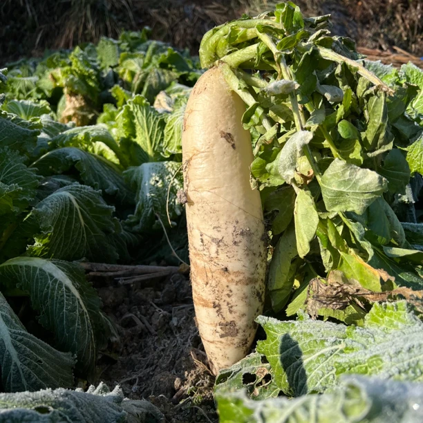 浙江 金华 散称 萝卜 500克