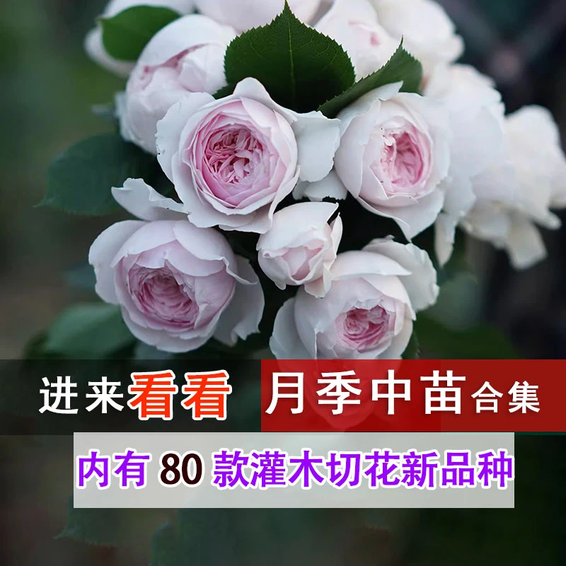 2清园（裸根灌木月季花中苗6颗包邮每日上新）大花浓香