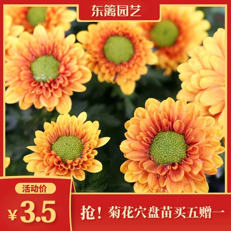 东篱园艺大花可食用千头菊国菊多品种秋菊夏菊耐寒网红到手穴盘苗