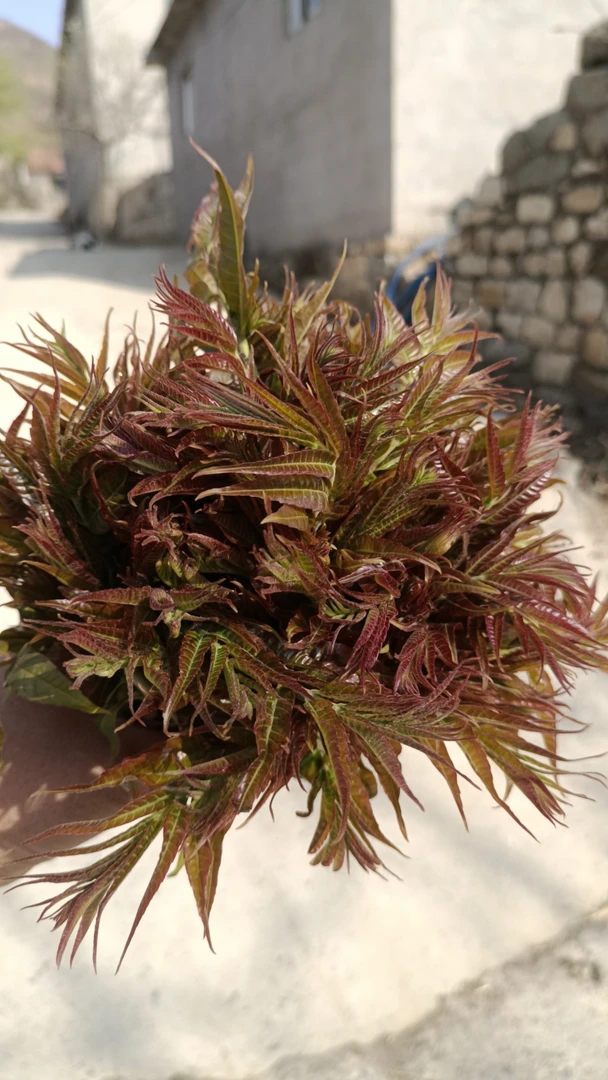 新鲜露天香椿嫩芽头茬红油香椿蔬菜现摘应季