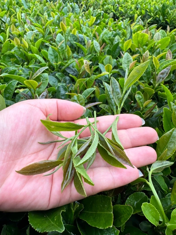 崂山绿茶25年豆香味绿茶