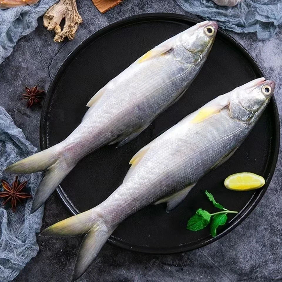 5条 博贺本港海钓马友鱼午鱼鲅鱼竹笋鱼（400-500g/条）顺丰冷链