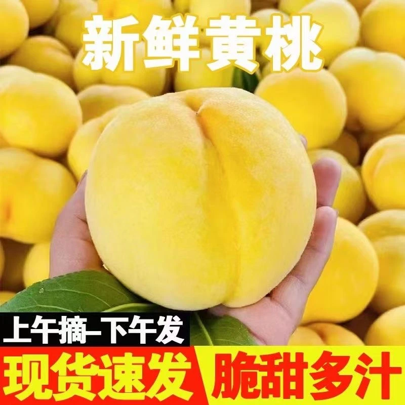 山东蒙阴黄桃新鲜水果黄肉桃子蜜桃孕妇应季水果香甜爽口大果