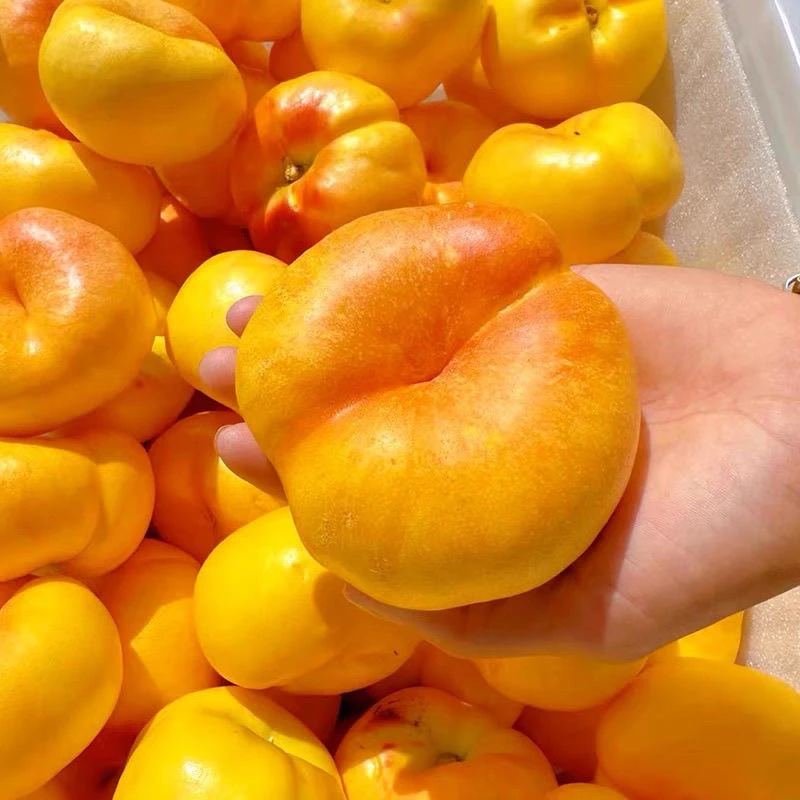 【彩虹蟠桃】山东蒙阴彩虹油蟠桃现摘扁桃当季水果新鲜桃子脆甜多汁