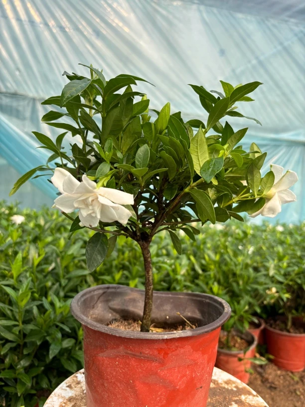 棒棒糖栀子花 盆栽地栽