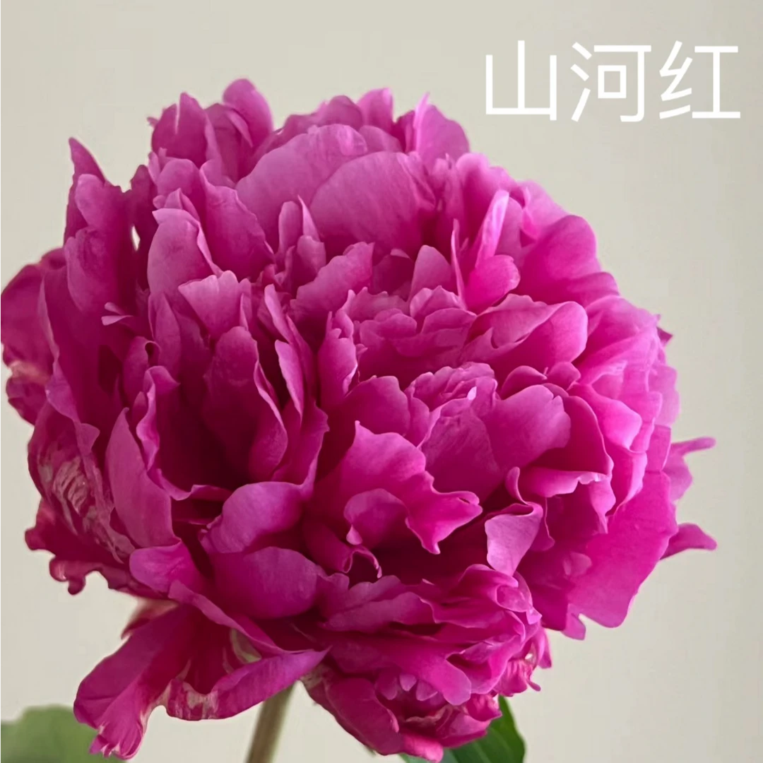 芍药原棵苗（山河红)5-8芽菏泽基地发货