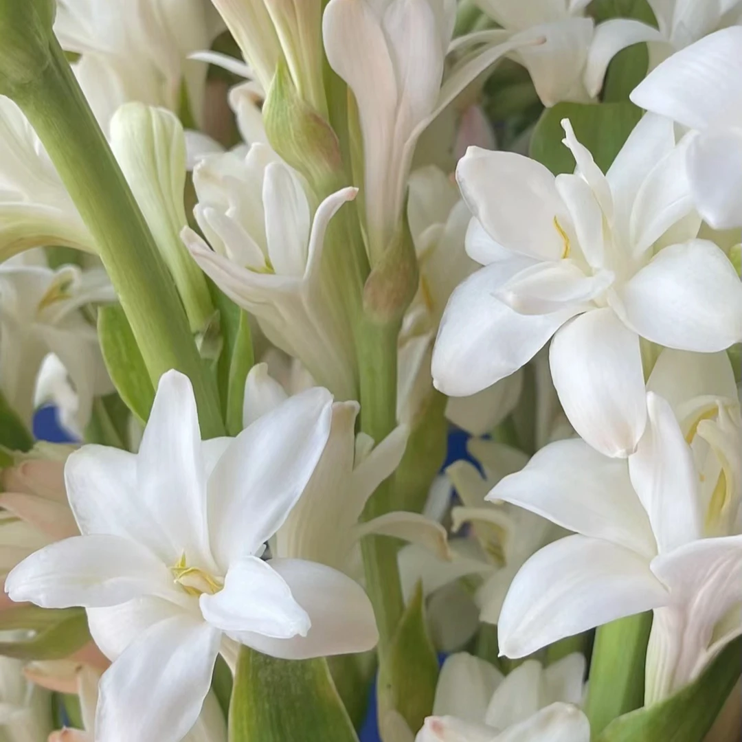 晚香玉重瓣浓香型