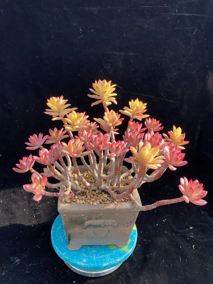 小新锦老桩群 木质老桩 冠服接近30