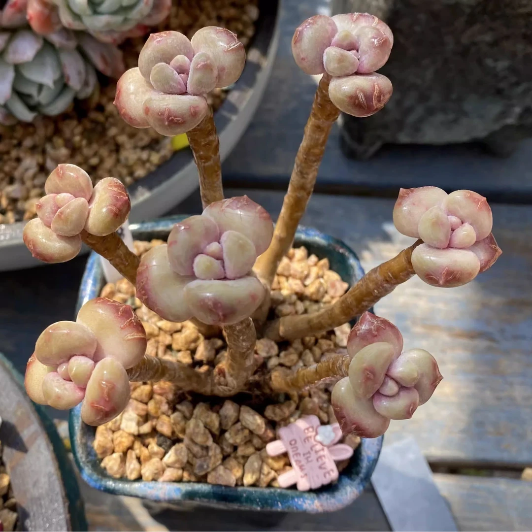 精品多肉植物直播专用 一物一拍