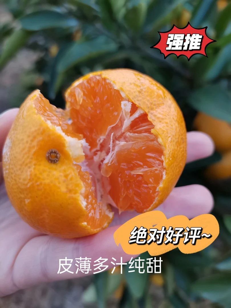 临海涌泉蜜橘大果老橘树品质无核皮薄多汁新鲜甜蜜健康食用产品
