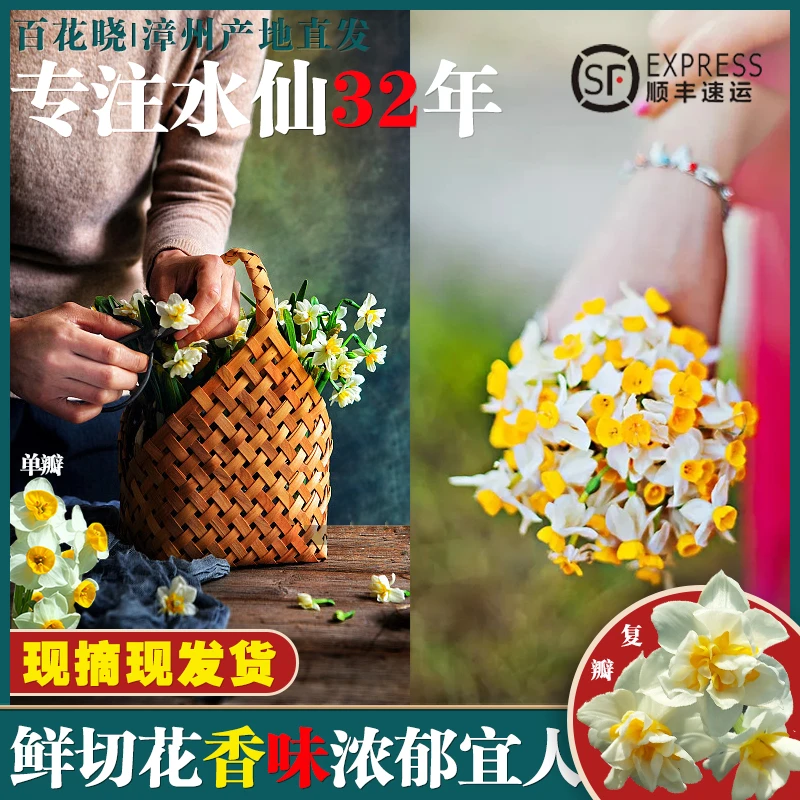 【现摘鲜切花】漳州水仙花种球花枝冬季水培花卉室内装饰春节花束