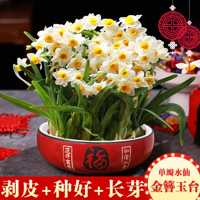 养护好正宗漳州水仙花盆栽带花苞带盆伴手礼乔迁元旦春节家居装饰