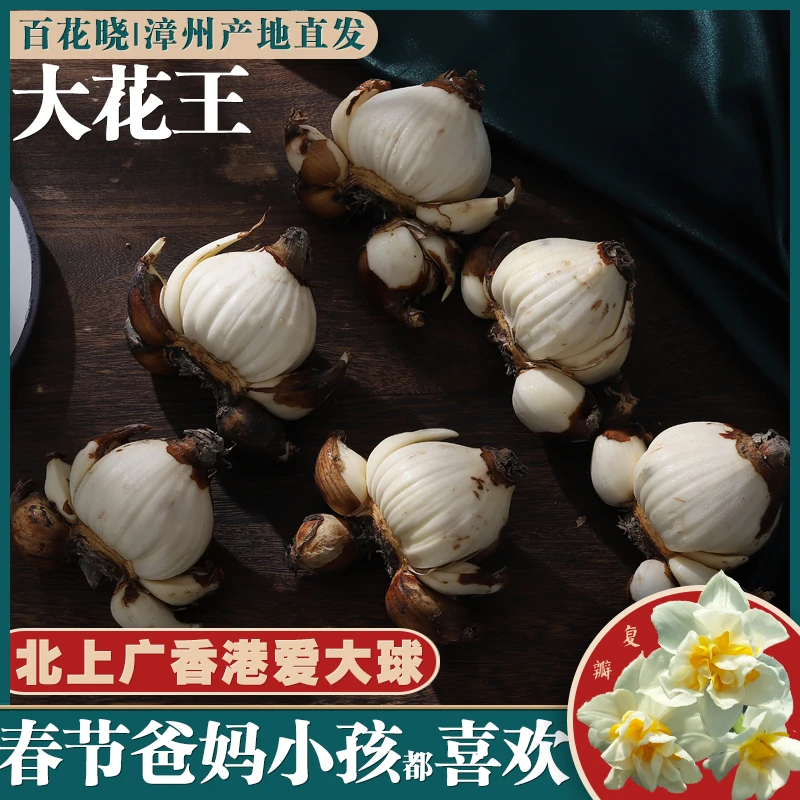 大球好养耐寒浓香漳州水仙花种球年宵花室内水养植物桌面水培盆栽