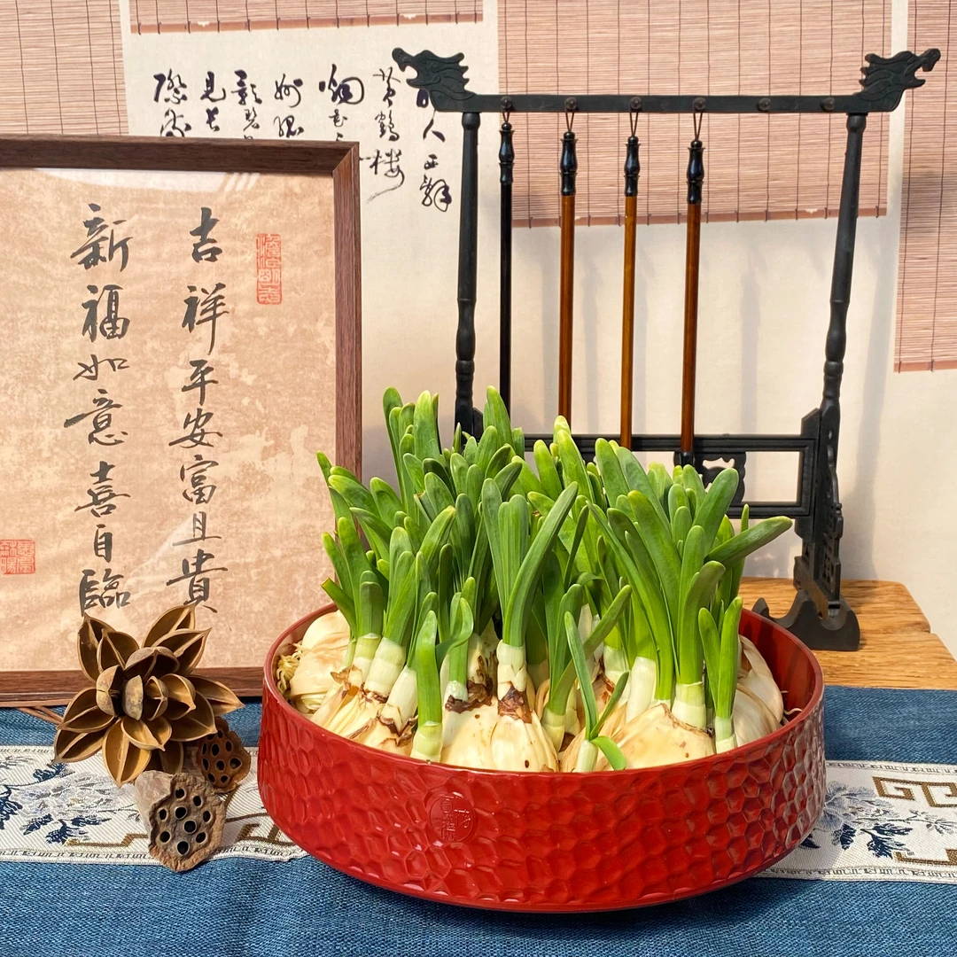 养护好漳州水仙花盆栽带花苞龙鳞盆有龙则灵春节年宵花卉室内水培