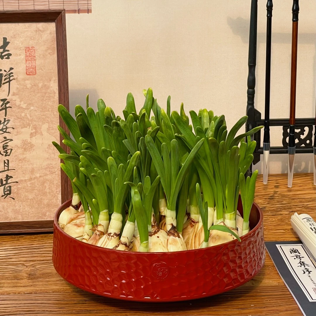 春节开花养护好带花苞漳州水仙花盆栽龙鳞盆有龙则灵年宵花卉室内