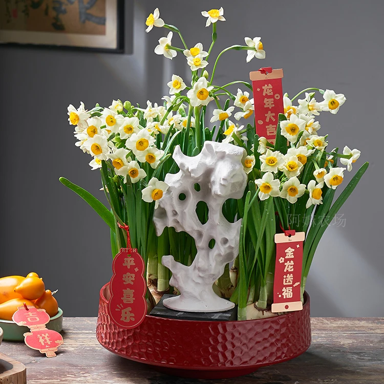 漳州水仙花种球带盆带网罩带太湖石艺术组合盆栽送礼春节赏花闻香