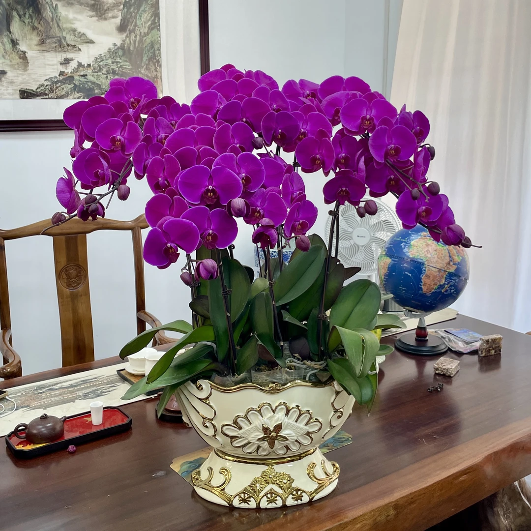 花开富贵蝴蝶兰带花带盆组合送礼盆栽大花高贵婚礼伴手礼客厅花卉