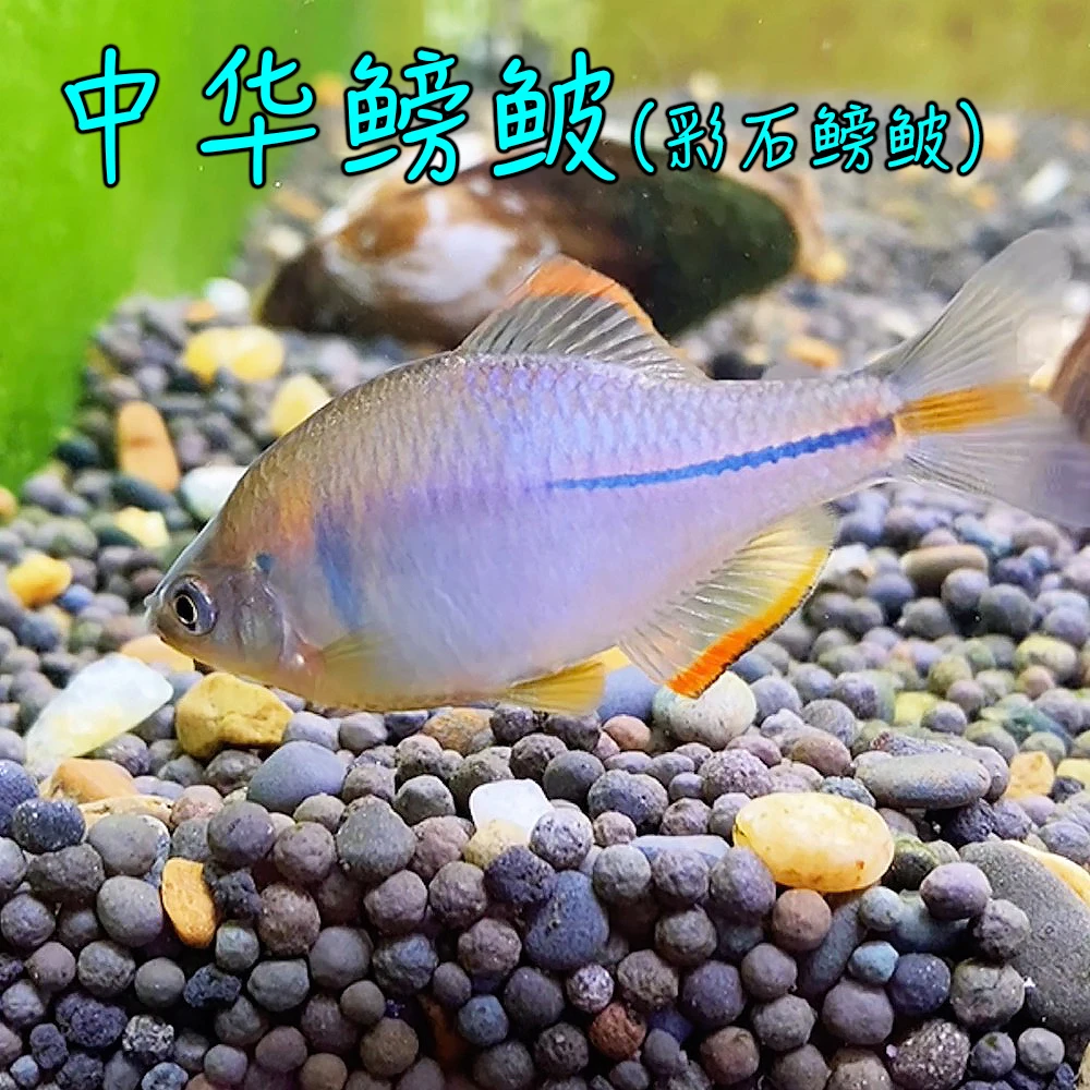 中华鳑鲏彩石鳑鲏鱼活体菜板鱼四方皮镜鱼小型原生淡水观赏鱼冷水