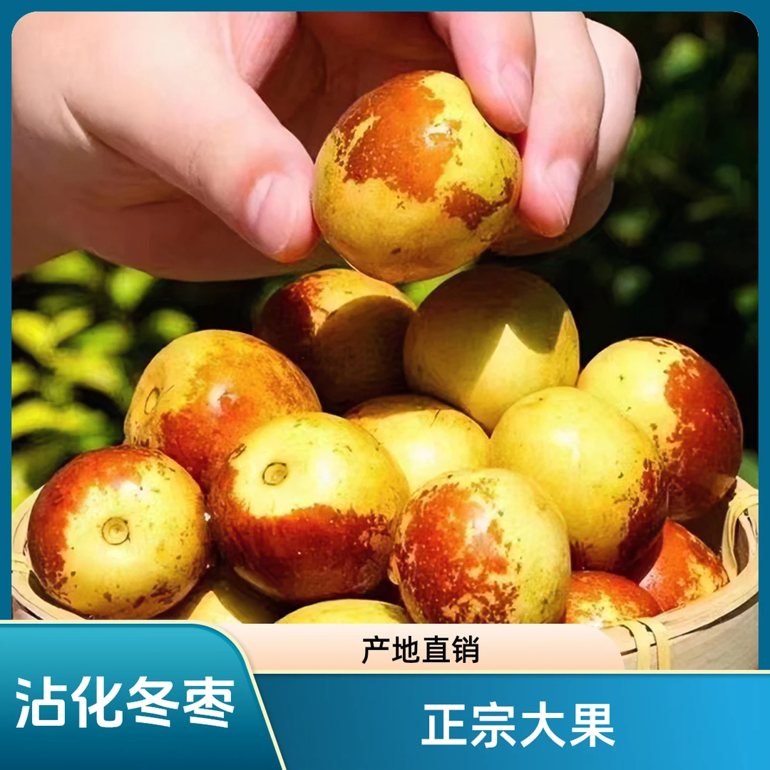 精选山东沾化正宗大棚喜事种植冬枣鲜枣大枣新鲜大果水果鲜果好吃