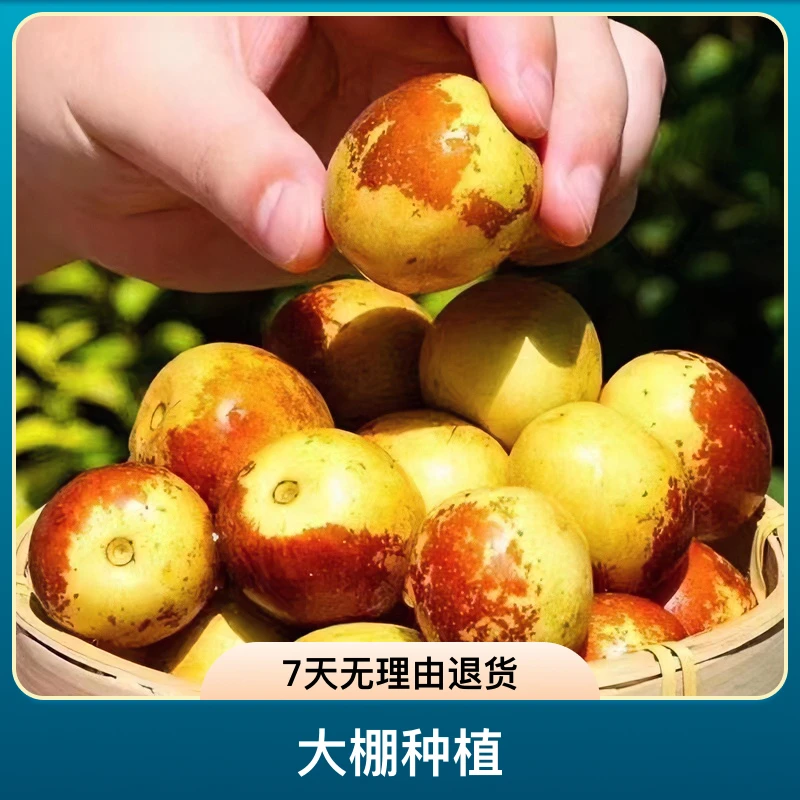 精选山东沾化冬枣露地鲜枣中果原汁原味