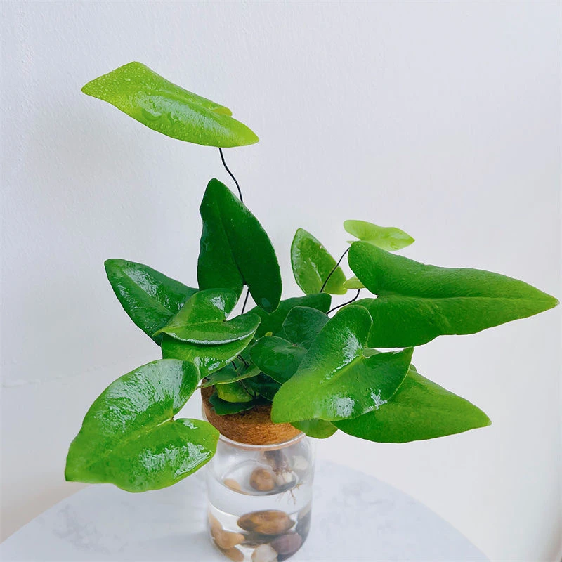 【心想事成】水培植物心愿蕨办公室内电脑桌面绿植花卉盆栽防辐射