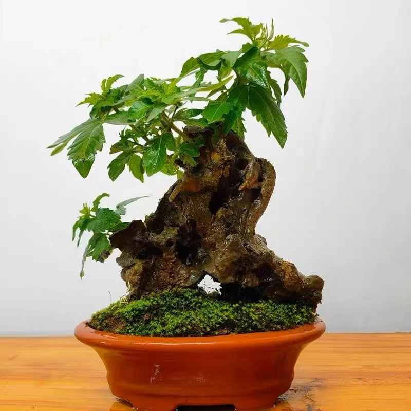 黄荆盆栽 产地直发 室内室外均可种植