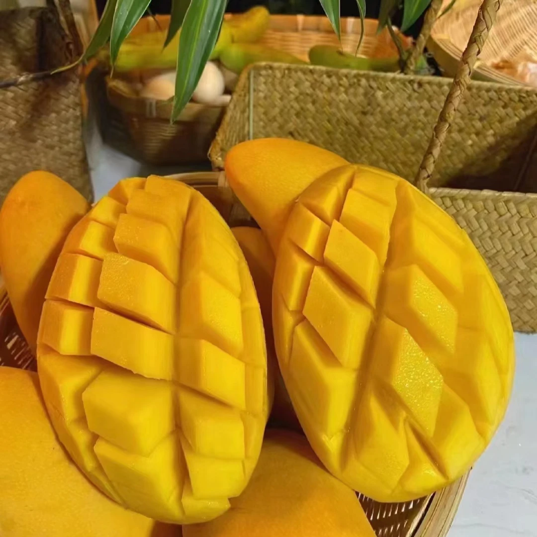 金煌芒