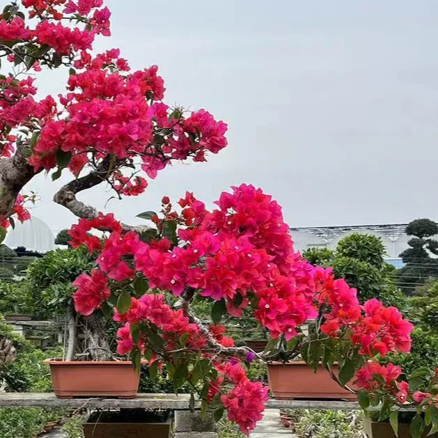 树桩盆景盆栽直播下单链接