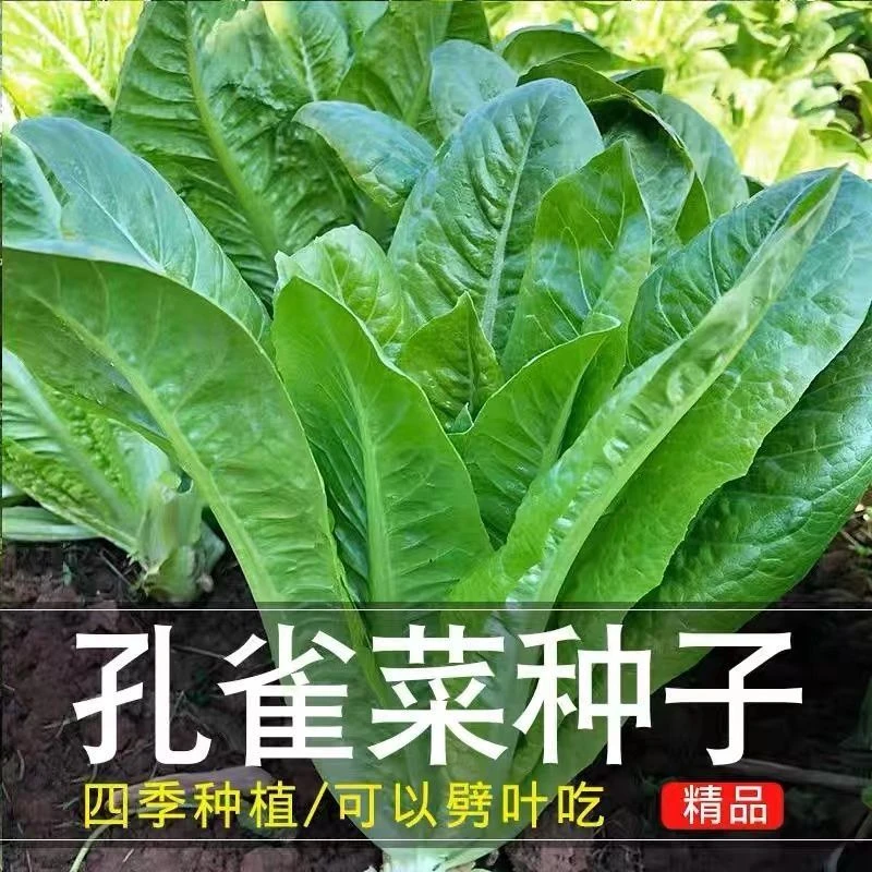G孔雀菜脆香甜罗马直立生菜种籽生长迅速四季播种营养蔬菜种子