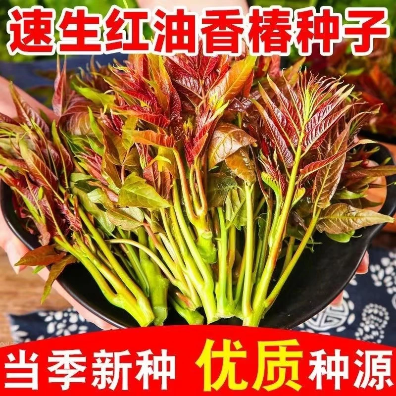 香椿种子红油香椿种子庭院阳台红香椿种籽四季食用香椿树种子YL