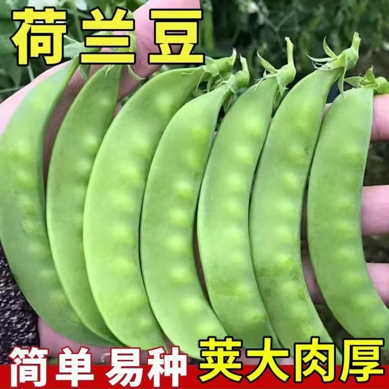 【荷兰豆种子】正品大英菜豌豆四季播种高产耐寒秋冬农家蔬菜种子G商品图