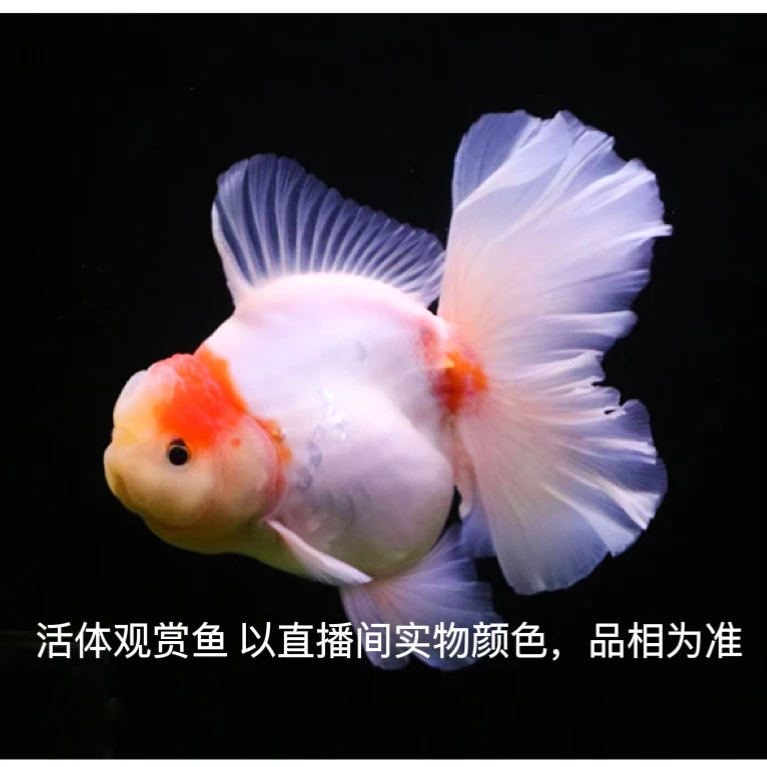 观赏鱼 泰狮 （以直播间实物为准私拍不发货）