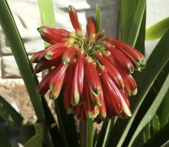 君子兰基地直发一物一拍请跟主播确认价格下单，切勿私自下单