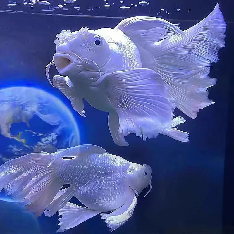 19-21公分超短微球精品蝴蝶鲤大旗大尾高背狮子头