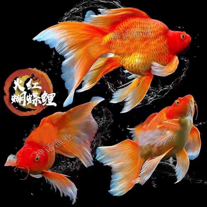 24-26公分球体大旗大尾高背狮子头包邮包活养鱼发货