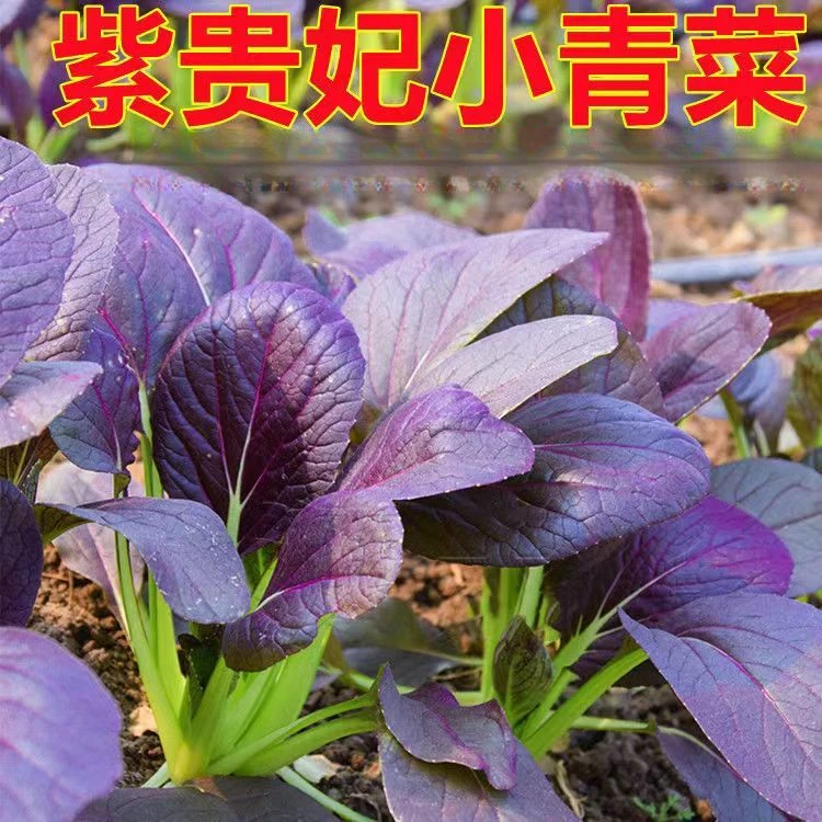 紫色小青菜种子紫油菜上海青蔬菜耐热叶子菜四季种子阳台盆栽