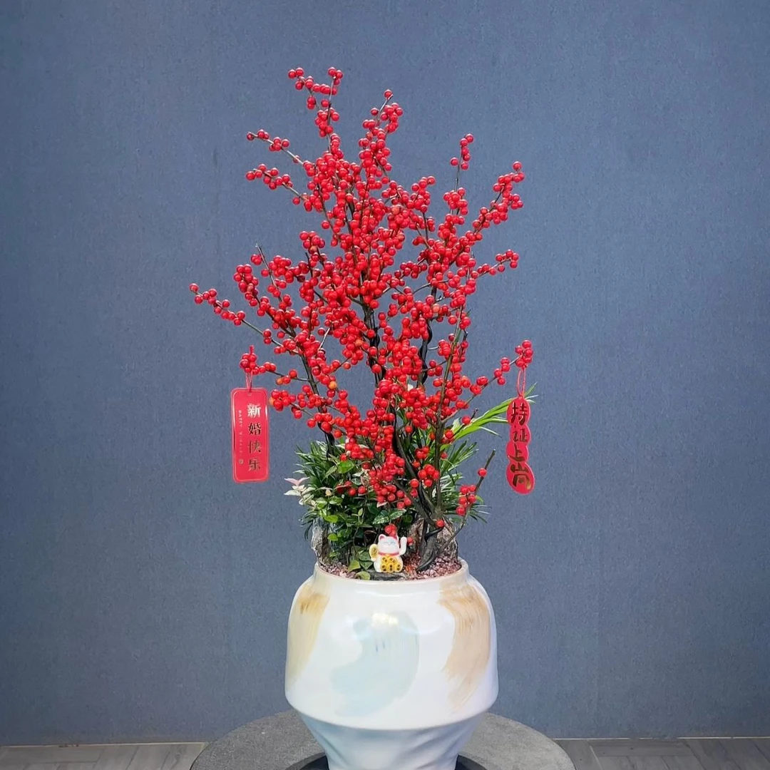 北美冬青 桌面盆栽 小盆栽年宵花好养活