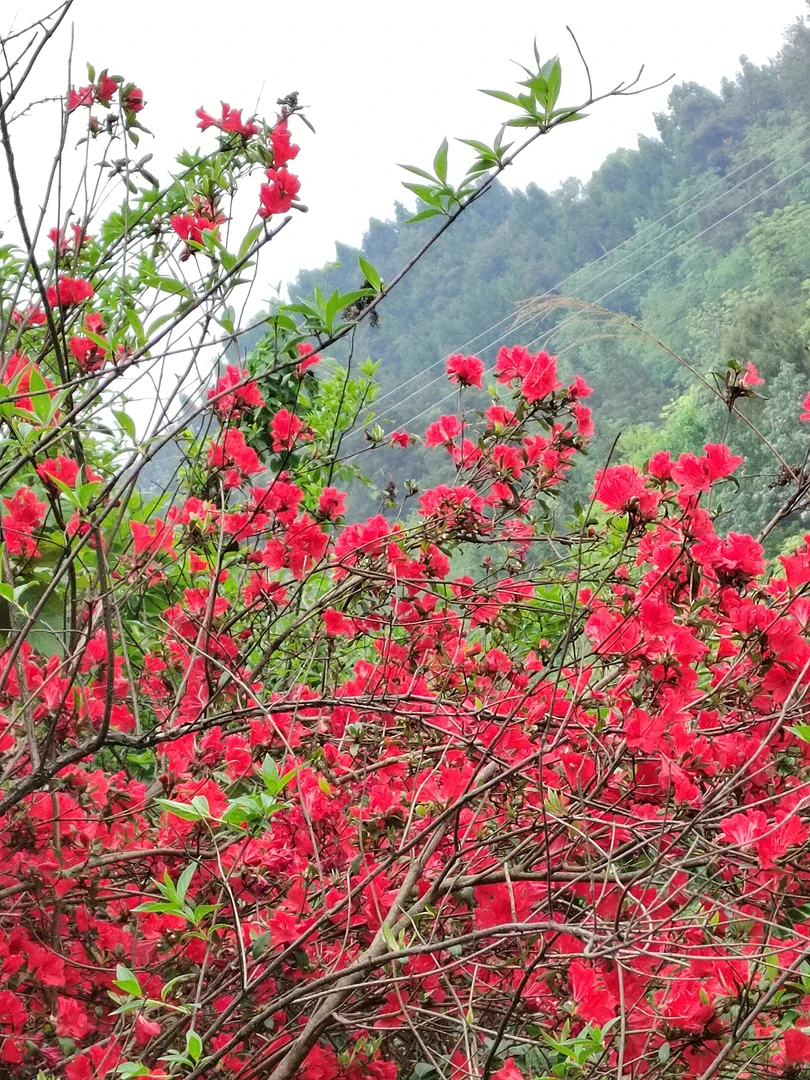 荀子映山红老桩盆景绿植花卉