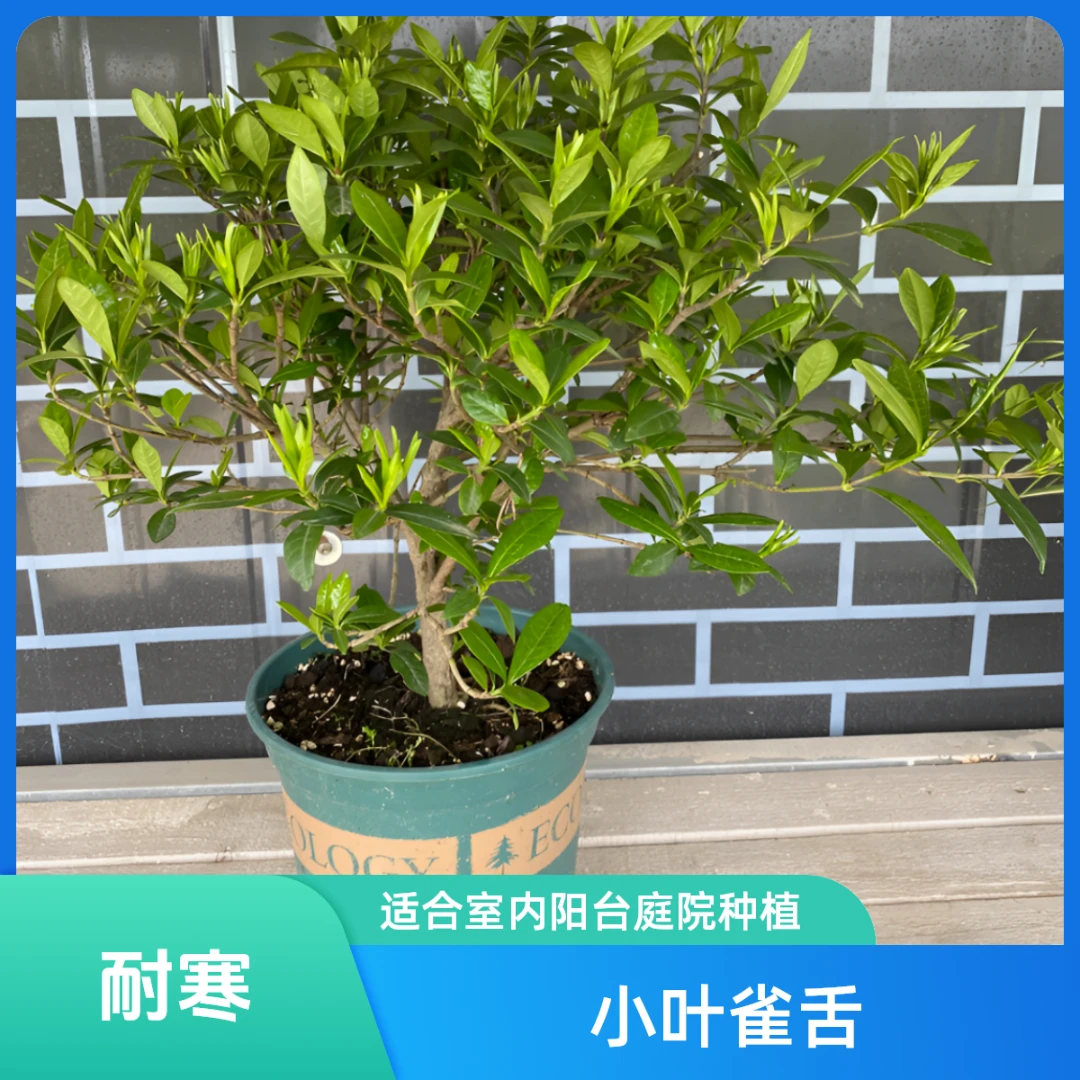 3年小叶栀子花独杆盆栽栀子花带花苞浓香型花卉室内好养四季绿植