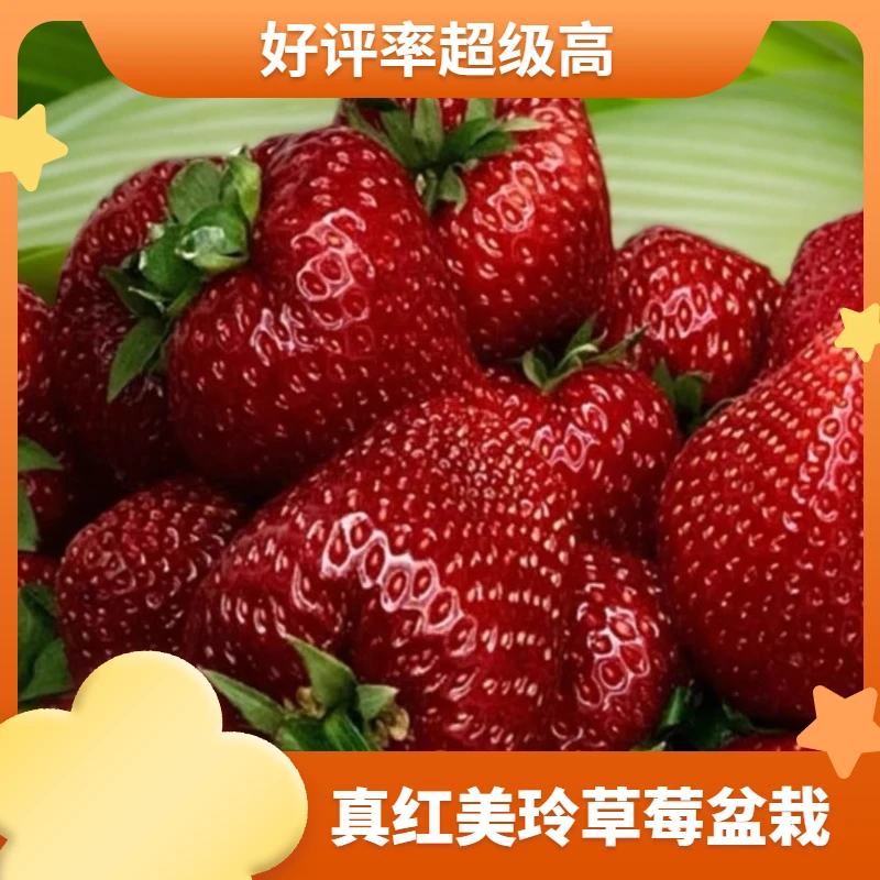 （贵族款）真红美玲草莓苗盆栽花卉阳台观果种子植物果香甜饱满水果