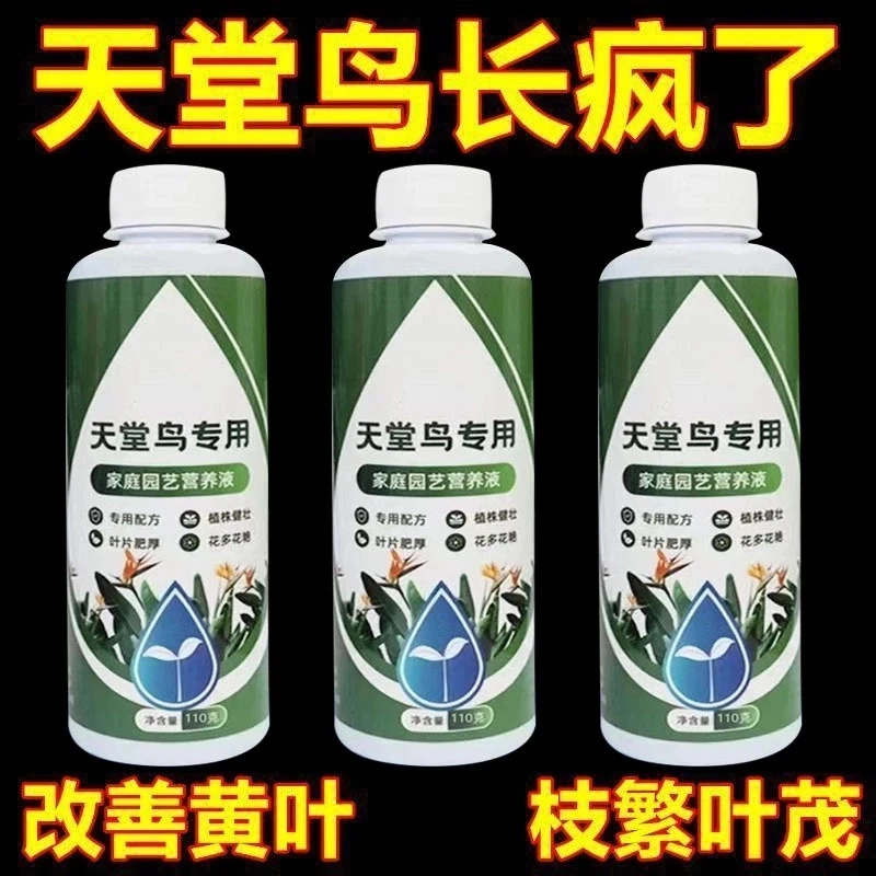 天堂鸟叶子发黄干裂卷边枯萎专用营养液鹤望兰肥料专用肥黄叶焦边