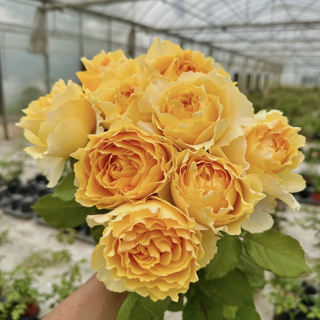 阳光笑容 黄色月季大花抗病耐热