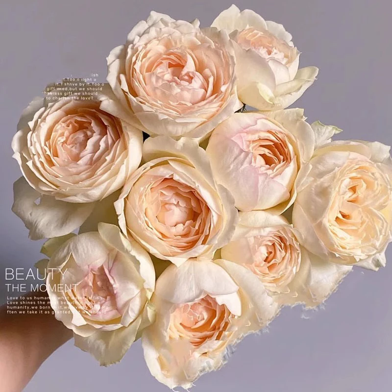 龙猫月季   大花浓香灌木庭院阳台