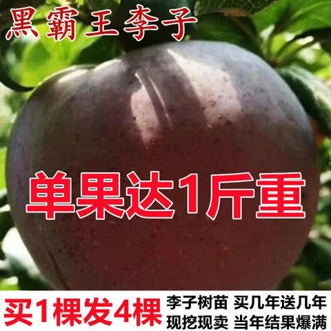 李子树苗当年特大嫁接早熟南北方品种种植结果果树苗黑霸王李子苗