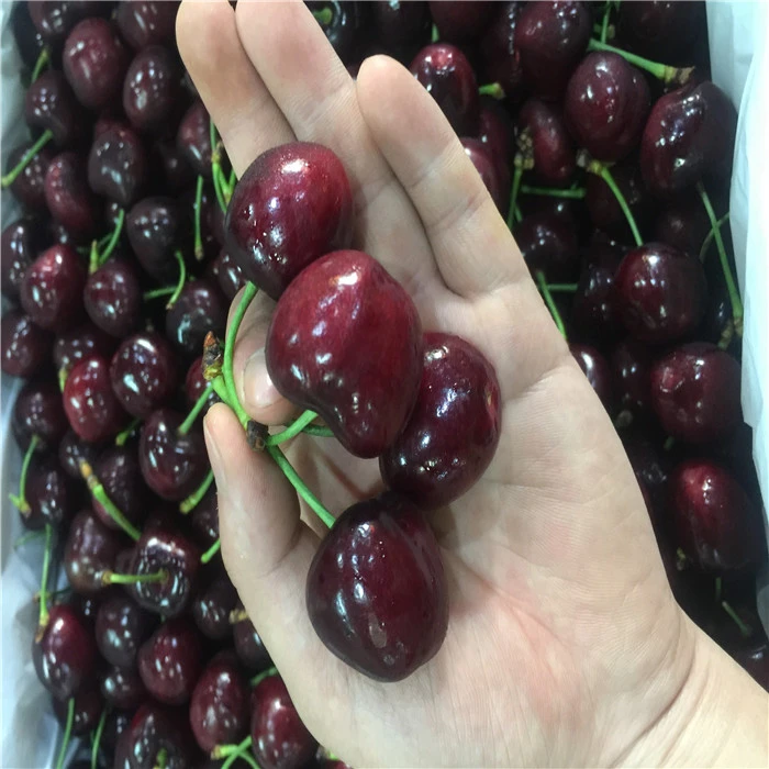 晚熟智利车厘子美国大樱桃树苗四季嫁接樱桃苗果树苗庭院盆栽地栽