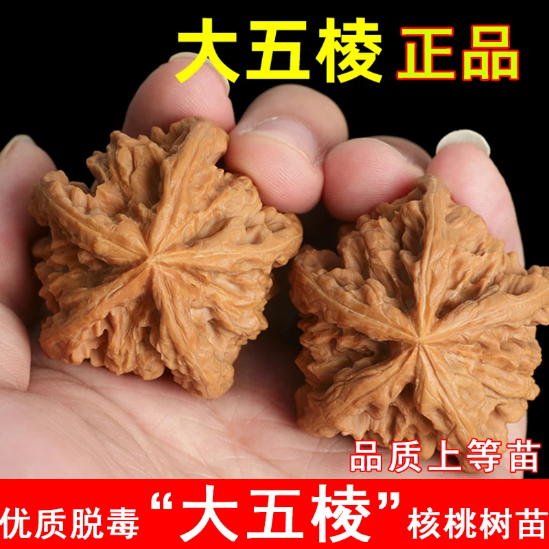大五棱文玩核桃树苗特大三棱麻核桃苗盆栽地栽南北方当年结果果树