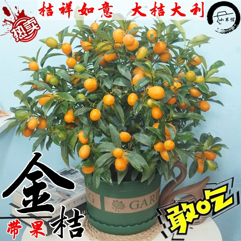 带果金桔盆栽树苗四季果树食用小金桔子苗脆皮金橘招财果室内植物