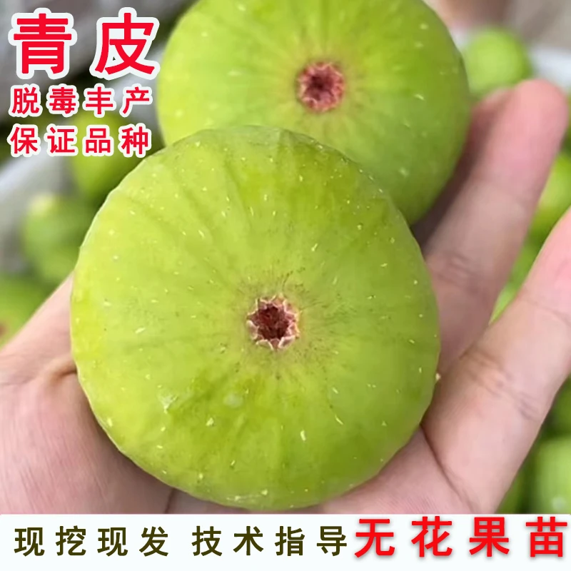 威海青皮无花果苗树苗糖心甜蜜软糯盆栽地栽南方北方种植当年结果